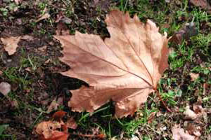 Photograph: Fallen leaf on Franklin Road
