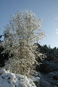JPEG: Snow-covered tree