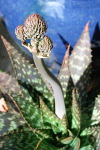 JPEG: Succulent with triffid-like protuberance